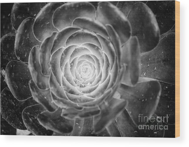 Close Up Wood Print featuring the photograph The Portal by Jennifer Magallon