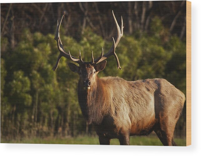 Royal Bull Elk Wood Print featuring the photograph The Prince of Boxley Valley by Michael Dougherty