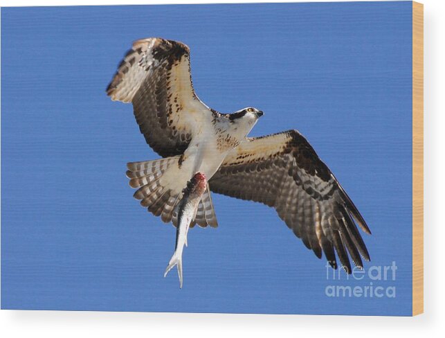 Osprey Wood Print featuring the photograph The Provider by Quinn Sedam