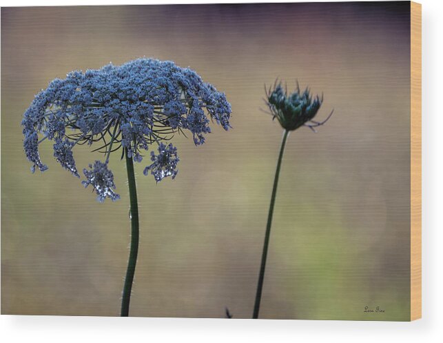 Queen Annes Lace Wood Print featuring the photograph The Queen Has Arrived III by Lesa Fine