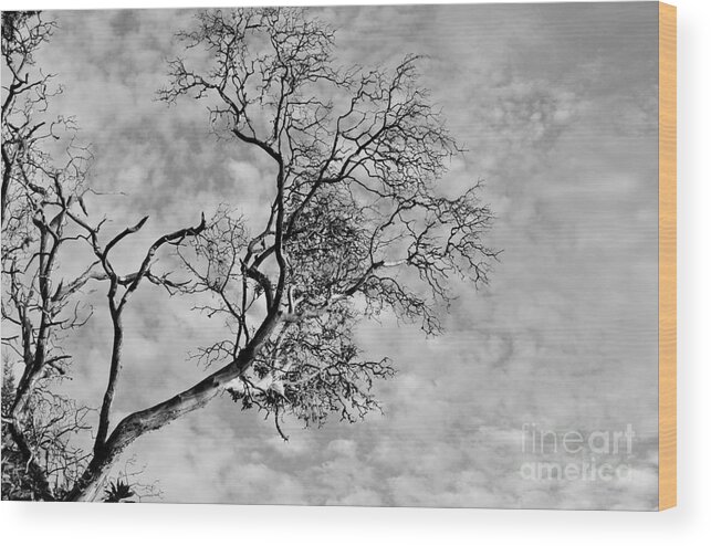  Wood Print featuring the photograph The Reach by Sharron Cuthbertson