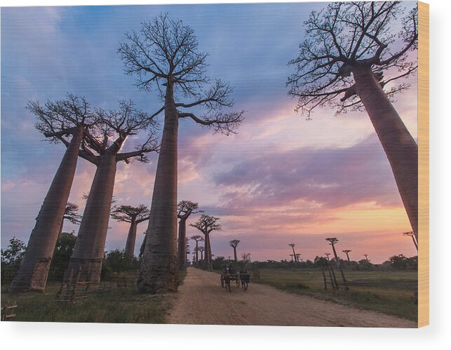 Dawn Wood Print featuring the photograph The Road to Morondava by Alex Lapidus