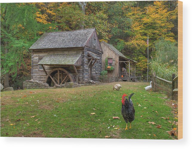 Rooster Wood Print featuring the photograph The Rooster Rules by William Jobes