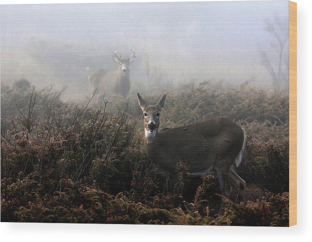 Deer Wood Print featuring the photograph The Rut In On - White-tailed Deer by Jim Cumming