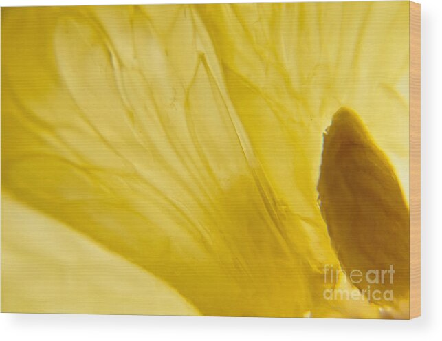 Lemon Wood Print featuring the photograph The Seed by Cheryl Baxter