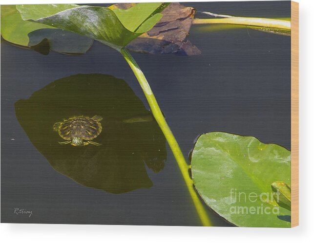 Turtle Wood Print featuring the photograph The Shaded Turtle by Rene Triay FineArt Photos