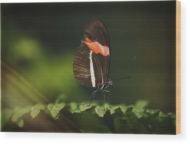 Postman Butterfly Wood Print featuring the photograph The Simplicity of Nature by Saija Lehtonen