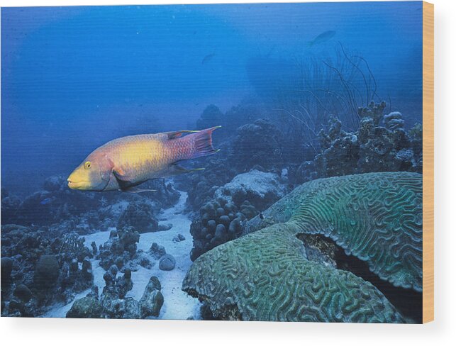 Angle Wood Print featuring the photograph The Spanish Hog Snapper by Sandra Edwards