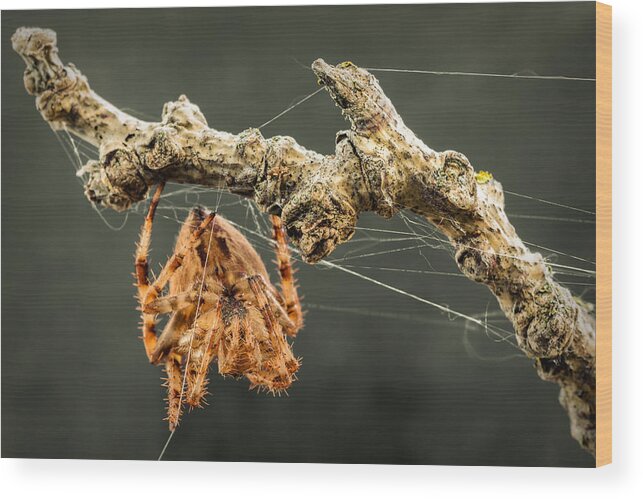 Spider Wood Print featuring the photograph The Spectacular Spider II by Marco Oliveira