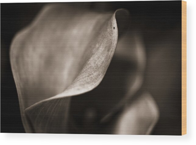 Black And White Floral Wood Print featuring the photograph The Stately Lily Stands Fair by Christi Kraft