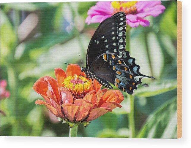 Swallowtail Wood Print featuring the photograph The Swallowtail by Jeanne May