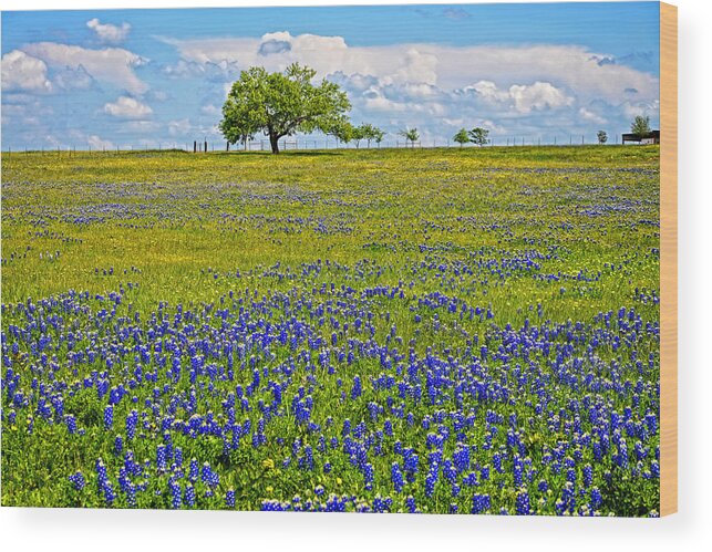 Texas Wood Print featuring the photograph The Sweet Smell of Spring by Lynn Bauer