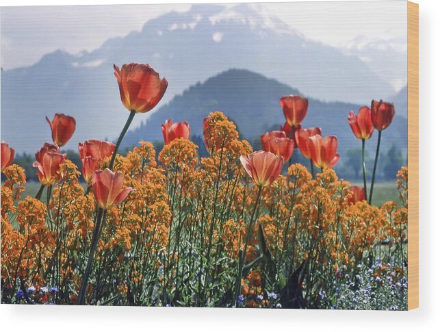 Kg Wood Print featuring the photograph The Tulips in Bloom by KG Thienemann