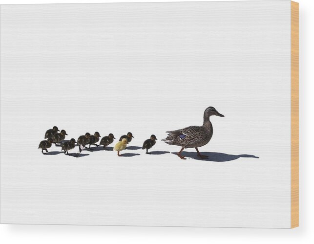 Animal Wood Print featuring the photograph The Ugly Duckling by Lars Lentz