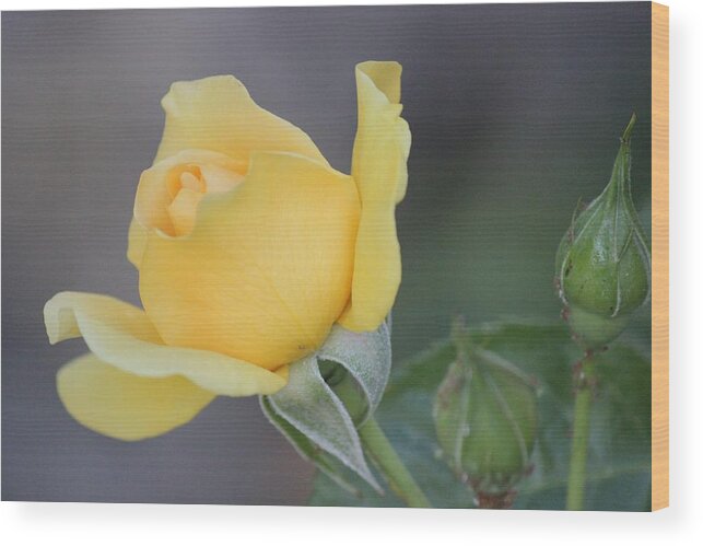 Yellow Rose Wood Print featuring the photograph The Unfolding by Leigh Meredith