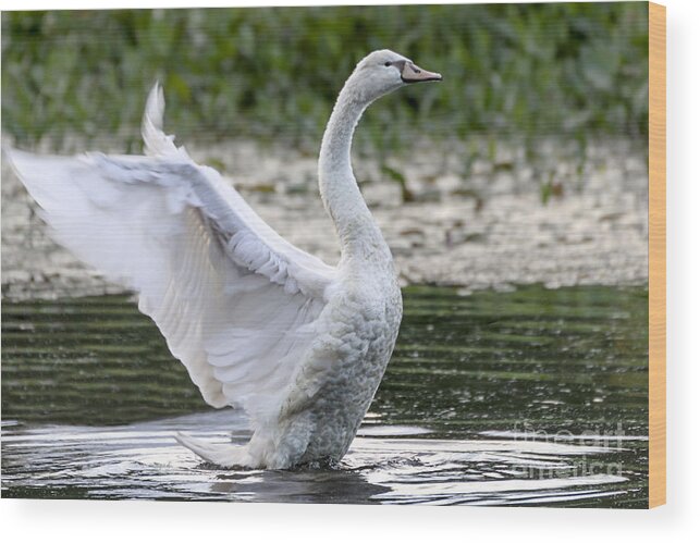 Juvenile Mute Swan (cygnus Olor) Wood Print featuring the photograph The Vigor of Youth by Ilene Hoffman