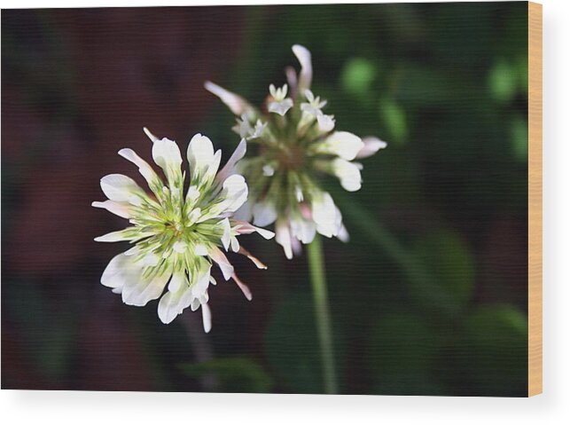 Flower Photographs Wood Print featuring the photograph The Weeds by Ester McGuire