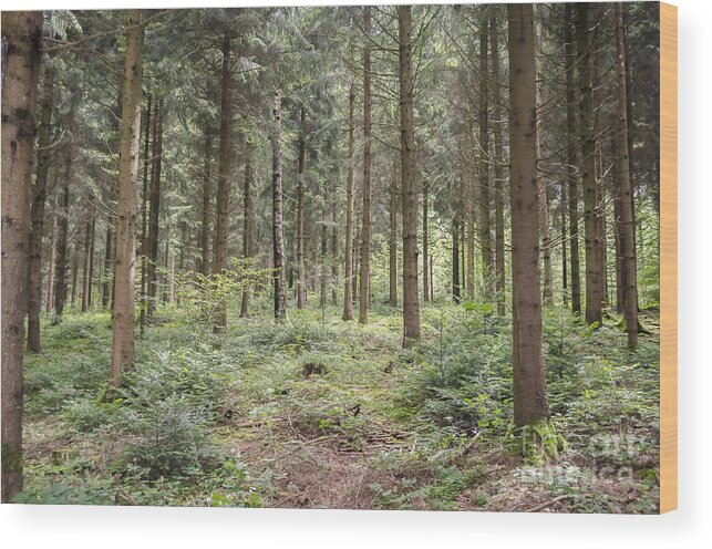 Michelle Meenawong Wood Print featuring the photograph The Woods by Michelle Meenawong