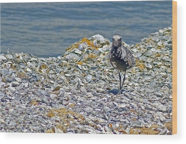 The World Is My Oyster Wood Print featuring the photograph The World Is My Oyster by Gary Holmes