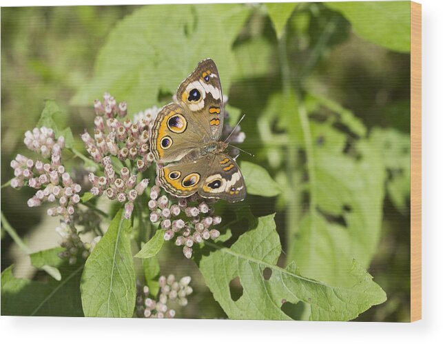 Junonia Coenia Wood Print featuring the photograph The World of the Buckeye Butterfly by Kathy Clark