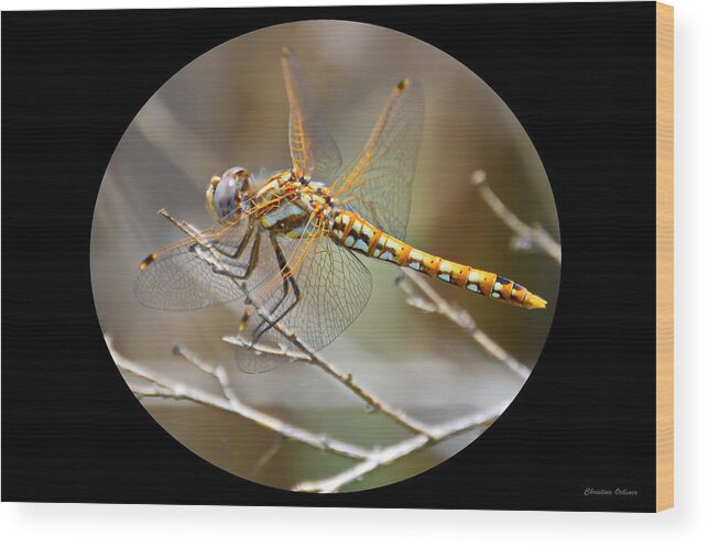 Gibson Ranch Wood Print featuring the photograph The Yellow Dragonfly by Christina Ochsner