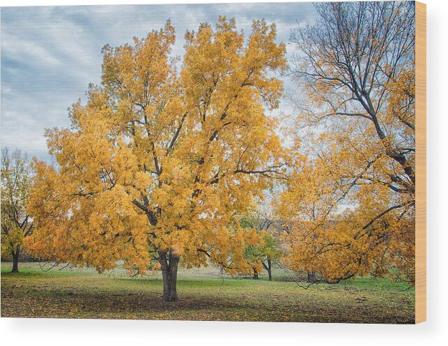 Arbuckle Lake Wood Print featuring the photograph The Yellow Tree by Victor Culpepper