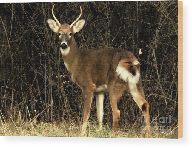 Deer Wood Print featuring the photograph The Young One by Tami Quigley