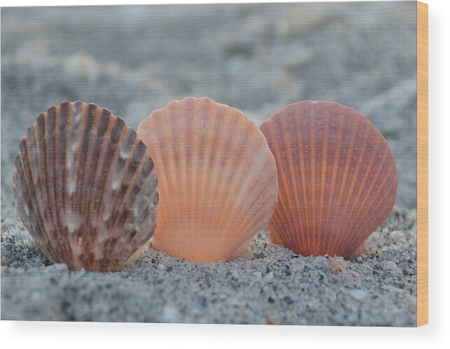 Seashells Wood Print featuring the photograph There Comes A Time... by Melanie Moraga