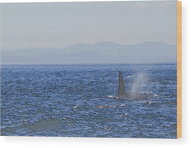 Orca Whales Wood Print featuring the photograph There She Blows by Tom Kelly