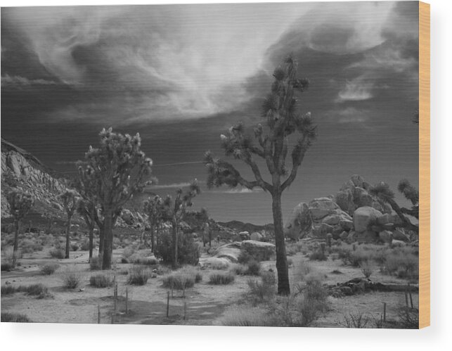 Joshua Tree National Park Wood Print featuring the photograph There Will Be a Way by Laurie Search