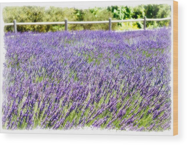 Lavender Wood Print featuring the photograph There's Flowers for You by Ryan Weddle