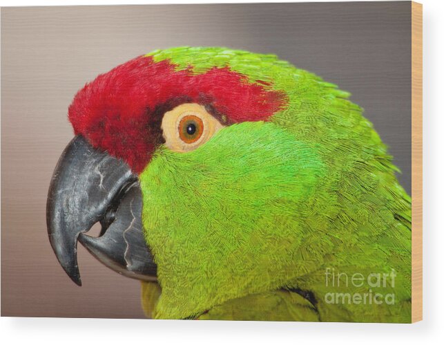 Thick-billed Parrot Wood Print featuring the photograph Thick-billed Parrot by CK Lorenz