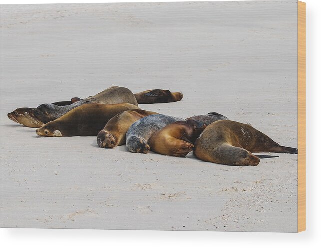 Galapagos Islands Wood Print featuring the photograph Thigmotactics by Winnie Chrzanowski