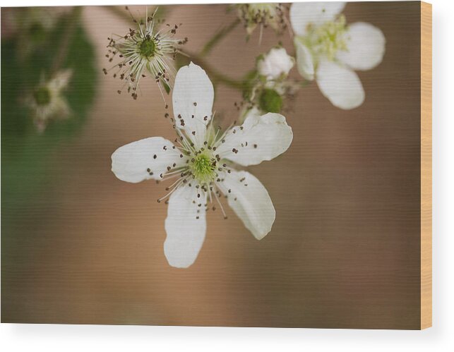 Thimbleweed Wood Print featuring the photograph Thimbleweed by Kirkodd Photography Of New England