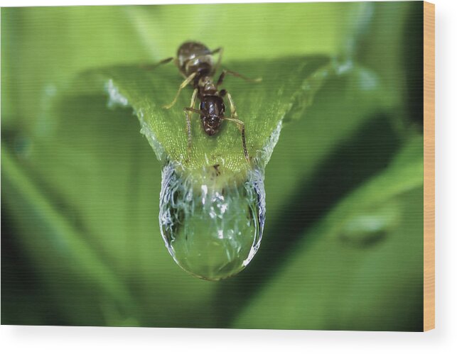 Ant Wood Print featuring the photograph Thirst by Rick Bartrand