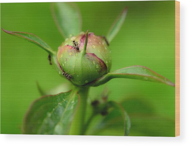 Insect Wood Print featuring the photograph This is our planet by Michael Goyberg