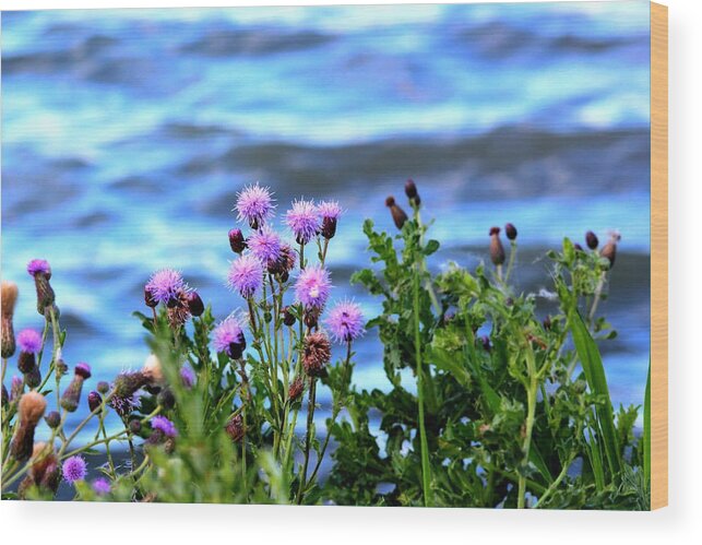 Thistle Wood Print featuring the photograph Thistle Do Nicely by Larry Trupp