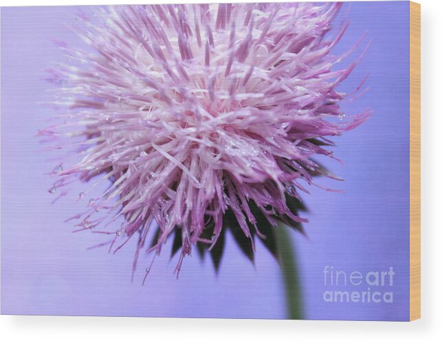 Thistle Wood Print featuring the photograph Thistle Queen by Krissy Katsimbras