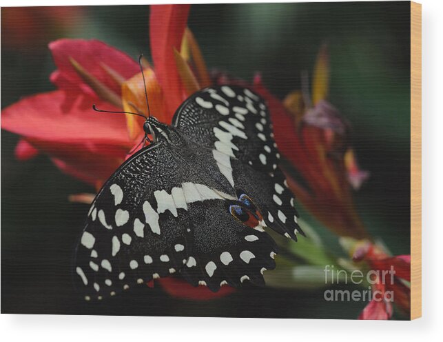 Thoas Swallowtail Wood Print featuring the photograph Thoas Swallowtail Butterfly by Tamara Becker