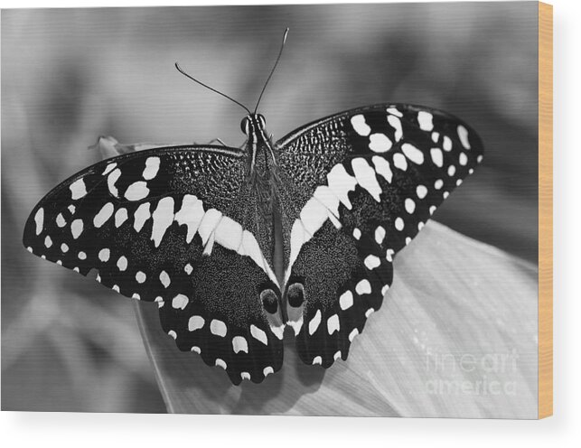 Thoas Swallowtail Butterfly Wood Print featuring the photograph Thoas Swallowtail II by Tamara Becker