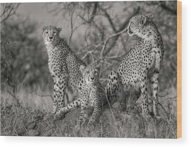 Nature Wood Print featuring the photograph Three Cats by Jaco Marx