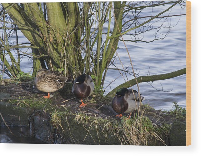  Duck Wood Print featuring the photograph Three In A Row by Spikey Mouse Photography