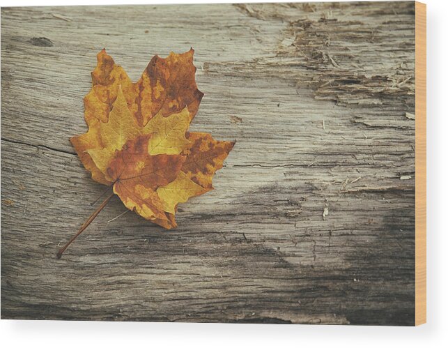 Maple Leaf Wood Print featuring the photograph Three Leaves by Scott Norris