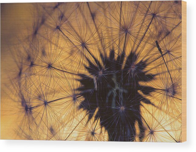 Fine Art Wood Print featuring the photograph Through A Sunset Dandy by Bill and Linda Tiepelman