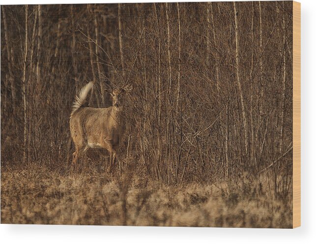 Deer Wood Print featuring the photograph Through the Brush by Sue Capuano