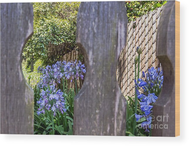 Agapanthus Wood Print featuring the photograph Through the Fence by Kate Brown