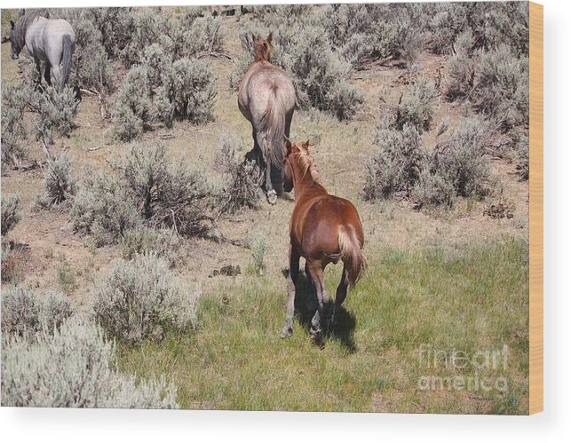 Horse Wood Print featuring the photograph Through the Sage by Veronica Batterson