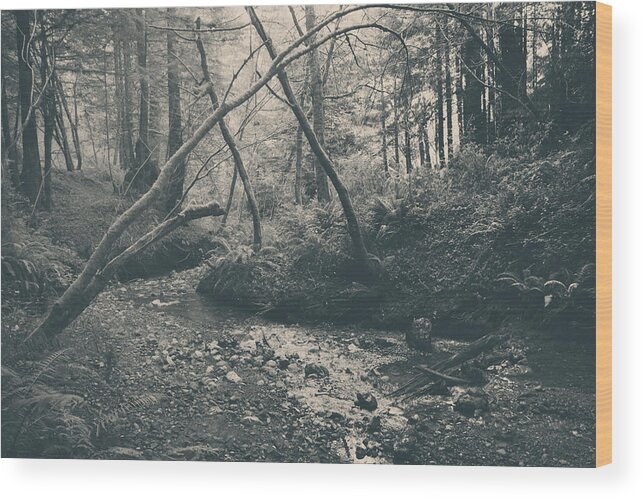 Purisima Creek Redwoods Open Space Preserve Wood Print featuring the photograph Through the Woods by Laurie Search