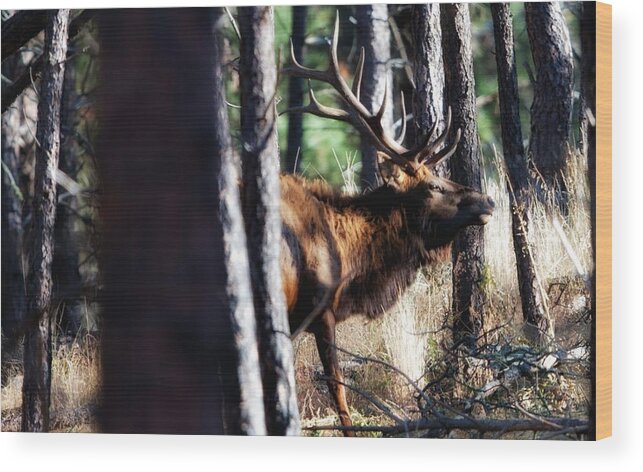 Elk Wood Print featuring the photograph Thru The Trees by Donald J Gray