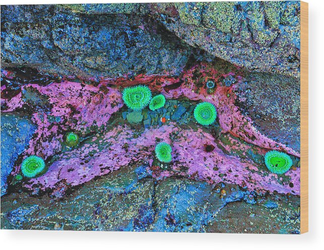 Anemone Wood Print featuring the photograph Tide Pool Anemones by Greg Norrell